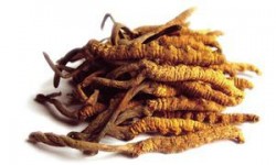 what-cordyceps-sinensis