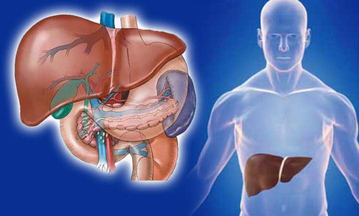 %e0%b9%84%e0%b8%82%e0%b8%a1%e0%b8%b1%e0%b8%99%e0%b8%9e%e0%b8%ad%e0%b8%81%e0%b8%95%e0%b8%b1%e0%b8%9a-fatty-liver