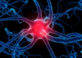 %e0%b8%aa%e0%b8%a1%e0%b8%ad%e0%b8%87-neurotransmitter-brain