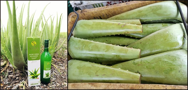 น้ำว่านหางจระเข้เอสเวร่าพลัส S Vera Plus สดใหม่ปลอดภัย