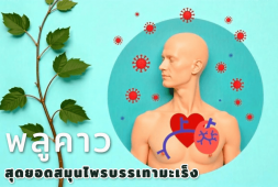 %e0%b8%9e%e0%b8%a5%e0%b8%b9%e0%b8%84%e0%b8%b2%e0%b8%a7-houttuynia-cancer