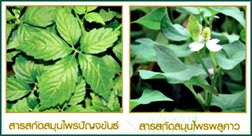 น้ำสมุนไพรเพื่อสุขภาพคาวาริ มีส่วนประกอบเจียวกู่หลานและพลูคาว