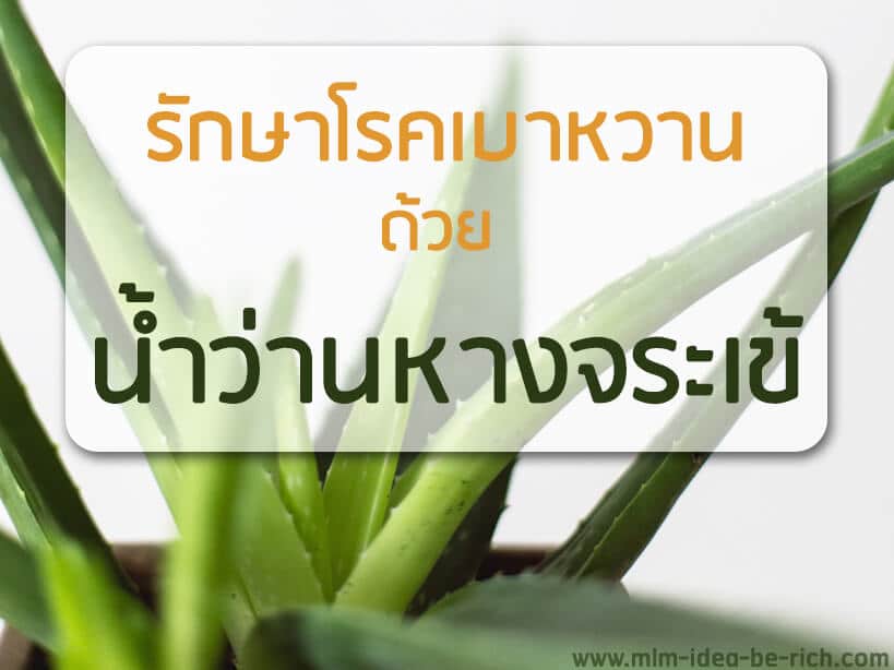 %e0%b8%81%e0%b8%b2%e0%b8%a3%e0%b8%a3%e0%b8%b1%e0%b8%81%e0%b8%a9%e0%b8%b2%e0%b9%82%e0%b8%a3%e0%b8%84%e0%b9%80%e0%b8%9a%e0%b8%b2%e0%b8%ab%e0%b8%a7%e0%b8%b2%e0%b8%99-diabetes-aloevera