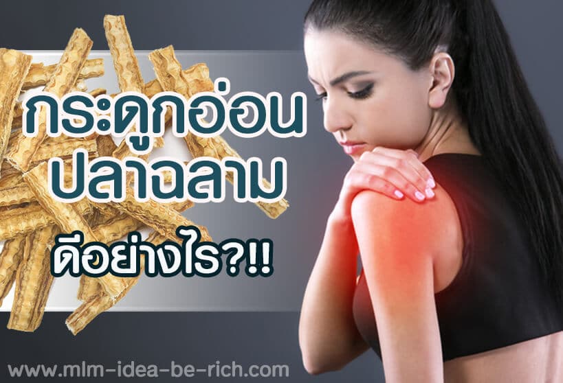 %e0%b8%81%e0%b8%a3%e0%b8%b0%e0%b8%94%e0%b8%b9%e0%b8%81%e0%b8%ad%e0%b9%88%e0%b8%ad%e0%b8%99%e0%b8%9b%e0%b8%a5%e0%b8%b2%e0%b8%89%e0%b8%a5%e0%b8%b2%e0%b8%a1-shark-cartilage